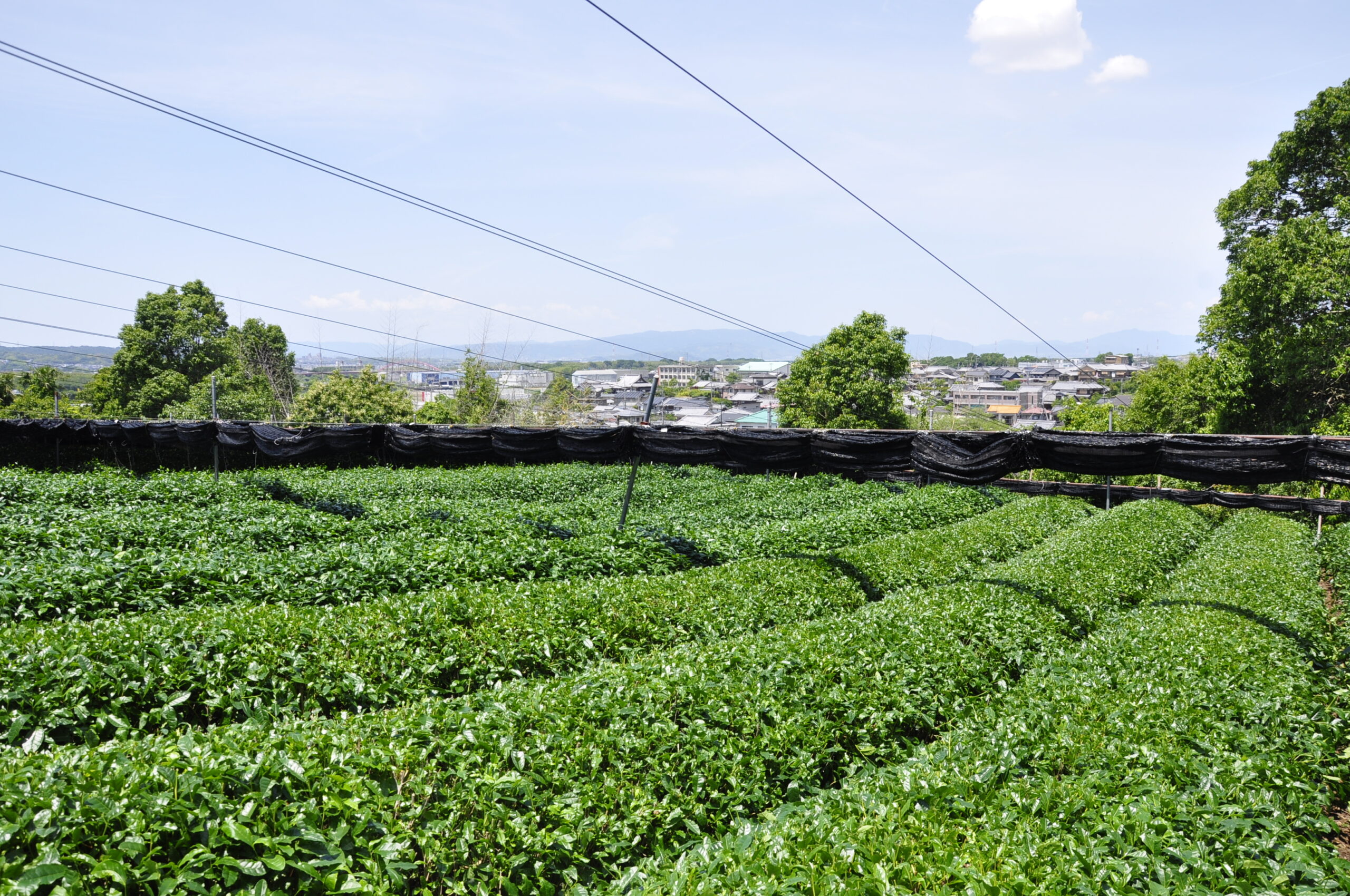 八木茶園図 4