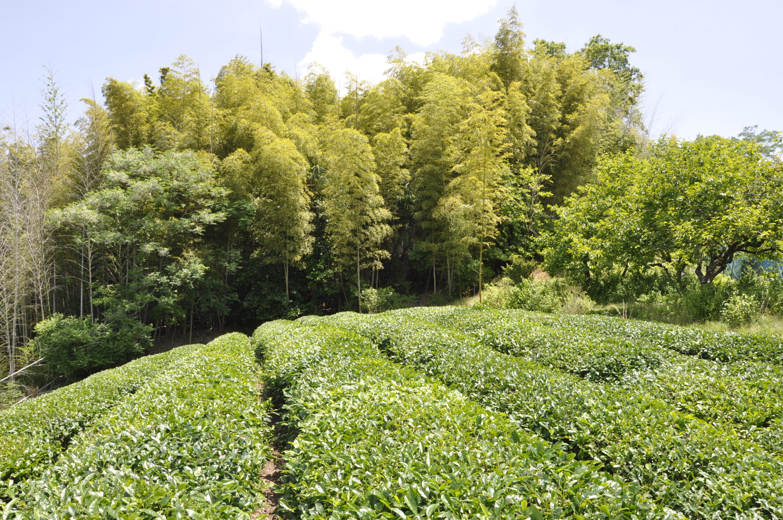 八木茶園図 5