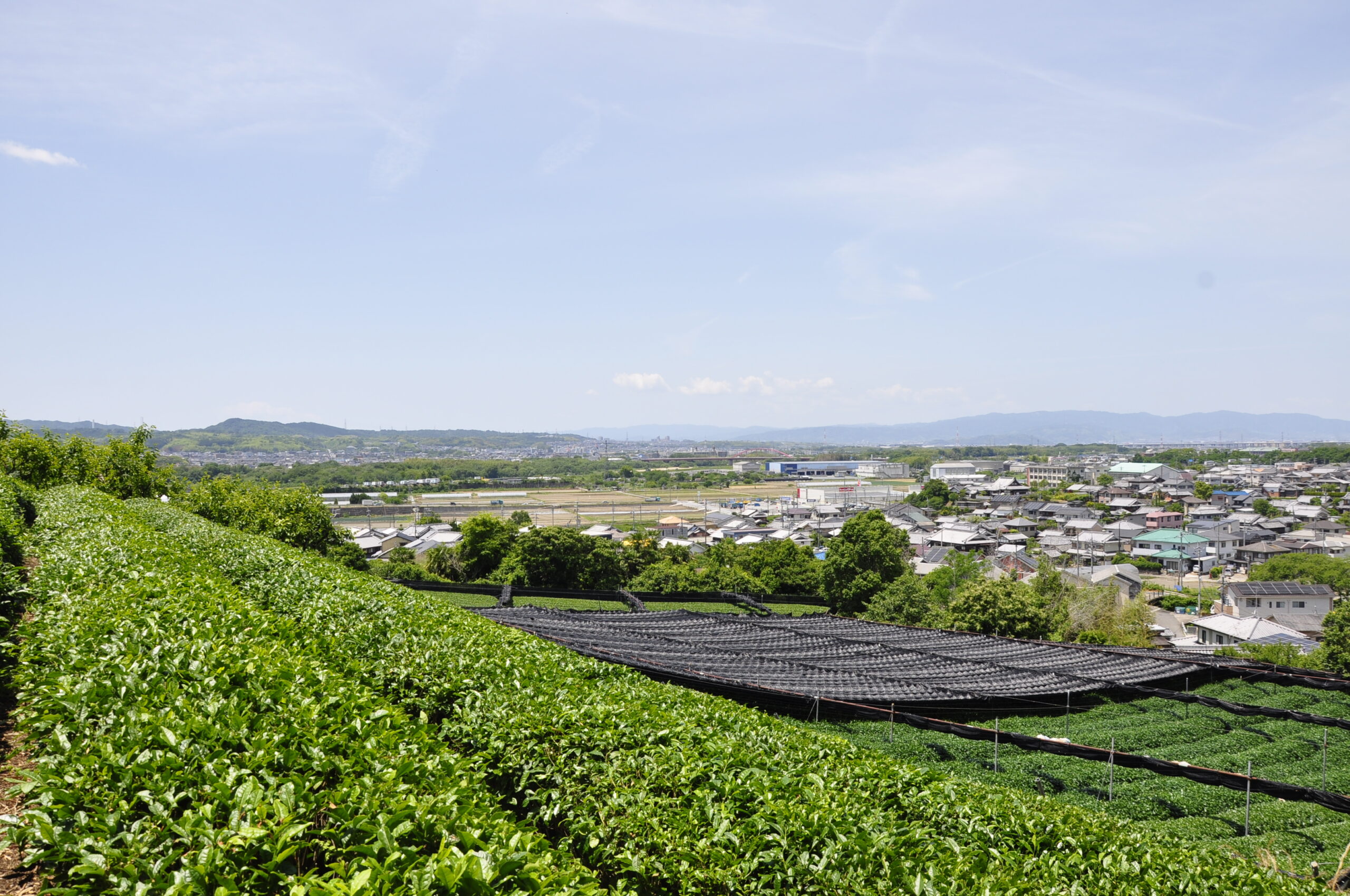 八木茶園図 2