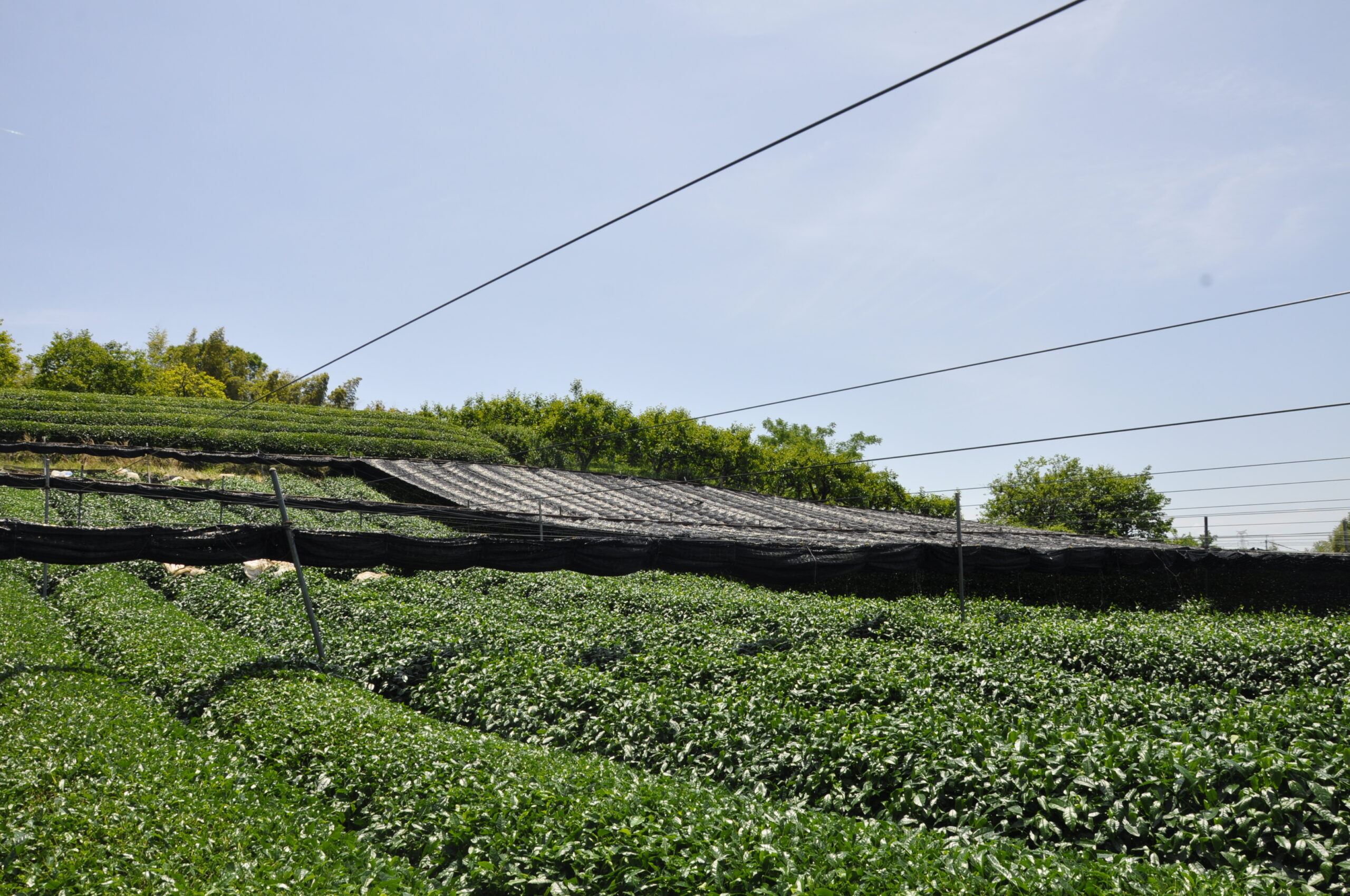 八木茶園図 6
